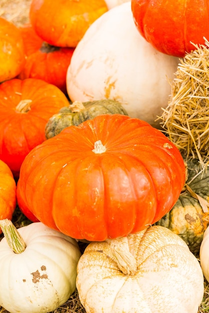 Pumpkin patch on sunny Autumn day.