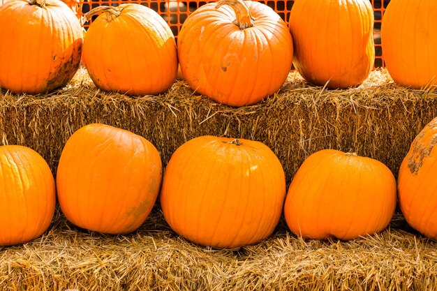 Pumpkin patch on sunny autumn day