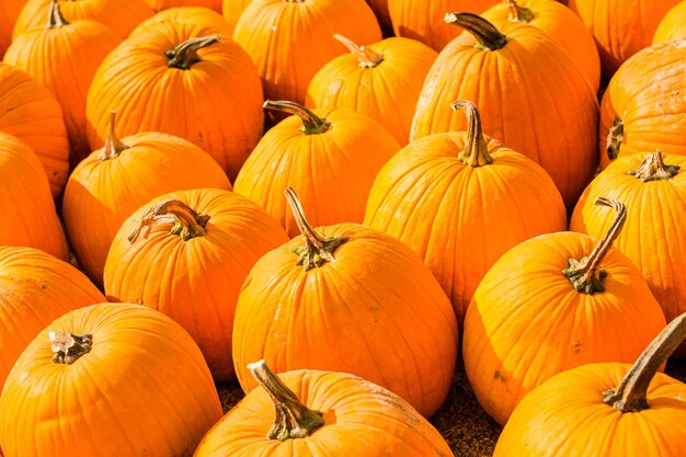 Pumpkin patch on sunny autumn day