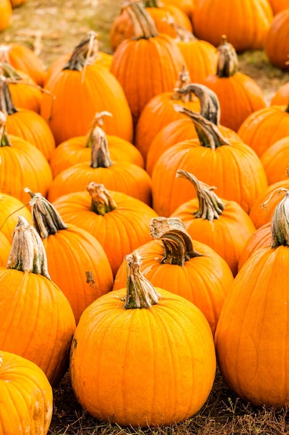 Pumpkin patch on sunny Autumn day.