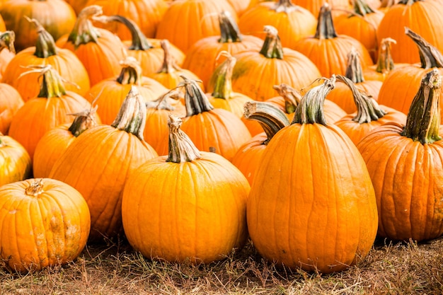 Pumpkin patch on sunny Autumn day.