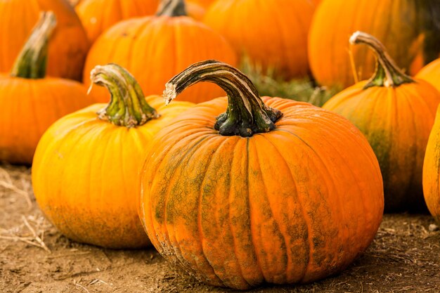 Pumpkin patch on sunny Autumn day.