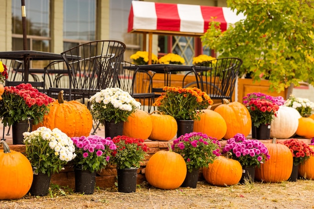 Pumpkin patch on sunny Autumn day.