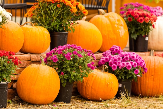 Pumpkin patch on sunny Autumn day.