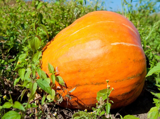 Pumpkin plants with rich harvest on a field ready to be harvested