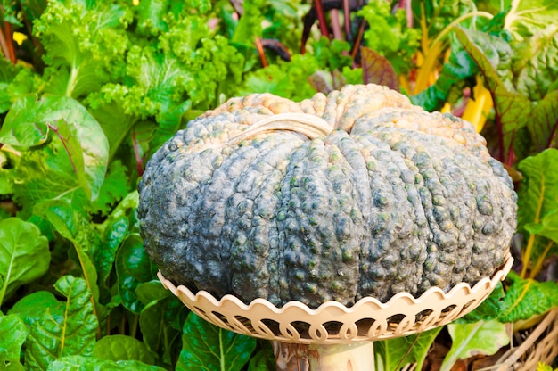 Pumpkin put on basket in the garden, Autumn harvest