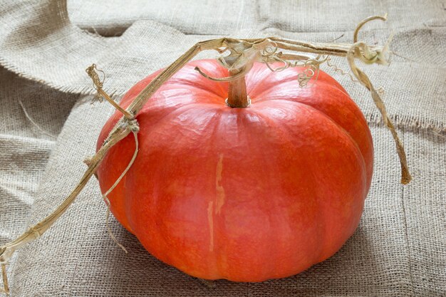 Pumpkin on a sackcloth