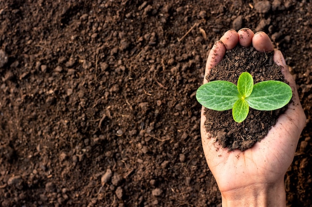 Pumpkin seedlings are growing in the hands of a farmer man.