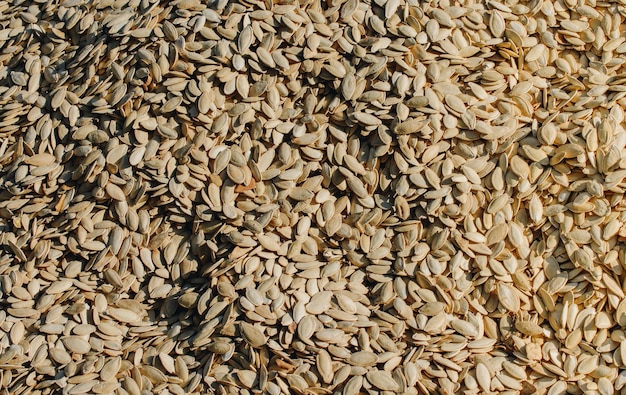 Photo pumpkin seeds background of pumpkin seeds a lot of seeds