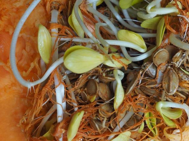 Pumpkin seeds sprouts