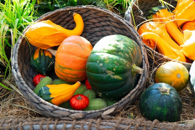 Pumpkin on table