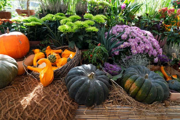 Pumpkin on table