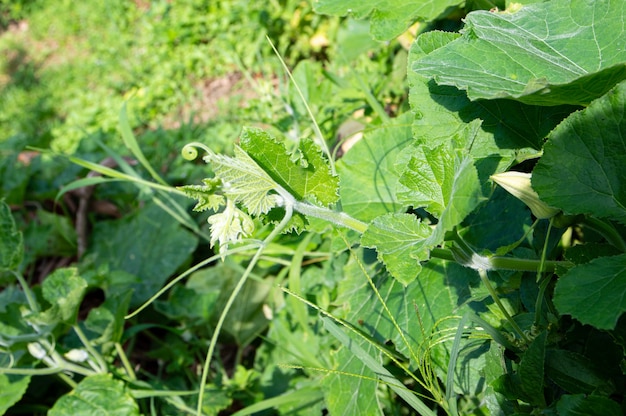 The pumpkin tree young branches