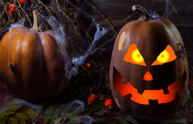 Pumpkin in the web and spiders on the background of the tree for halloween