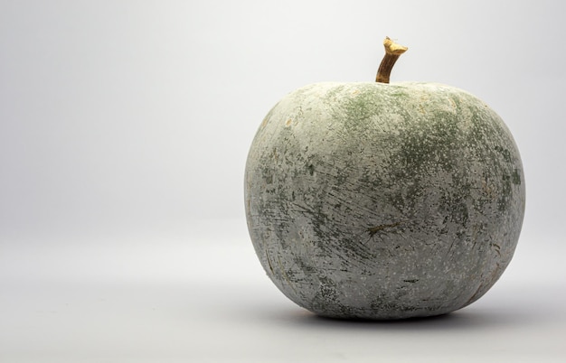 Pumpkin, white hair on a colored background