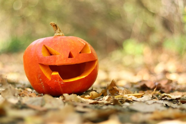 Pumpkin with a cute face among autumn fallen leaves. Autumn mood. Selective focus