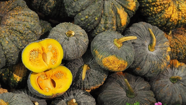 Zucca