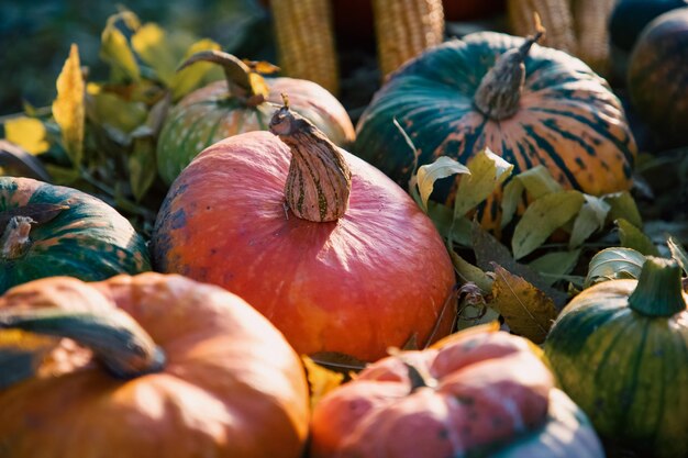 pumpkins in autumn Thanksgiving card