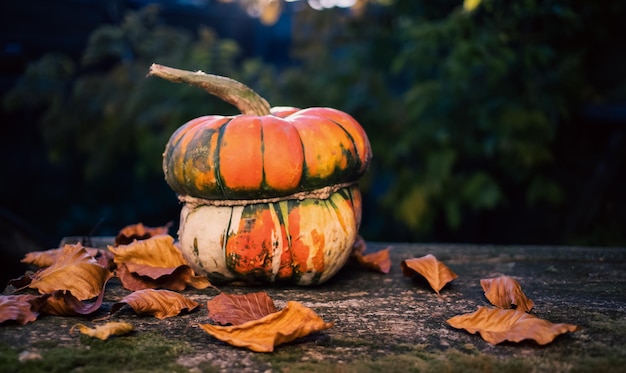 pumpkins in autumn Thanksgiving card