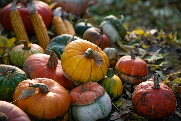 Pumpkins in autumn Thanksgiving card