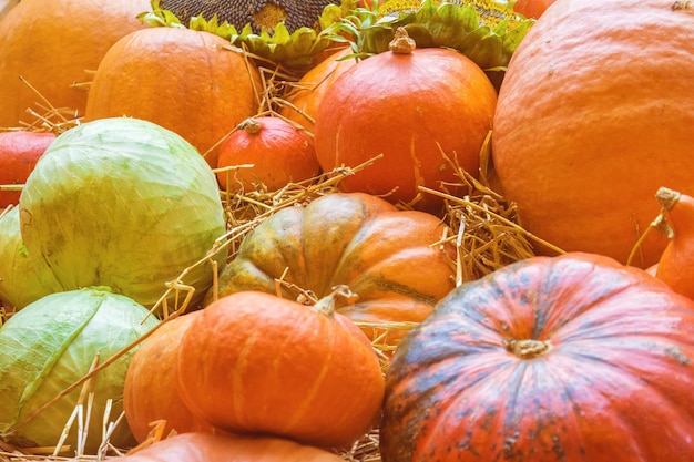 Pumpkins, autumnal harvest and cabbage on the hay. Autumn background