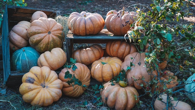 Pumpkins Backdrop