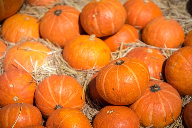 Pumpkins on a bed of straw on farm field.