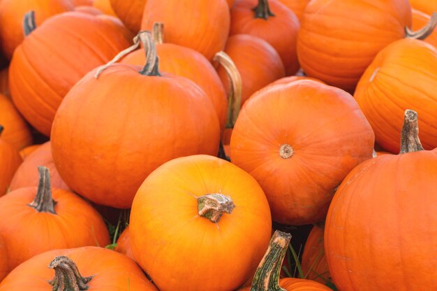 Pumpkins Big bright orange pumpkins