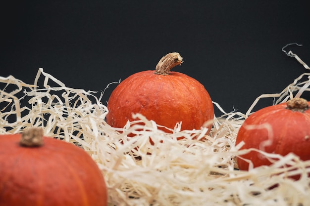 黒の背景にカボチャ。かぼちゃ。ハロウィーンのコンセプトです。