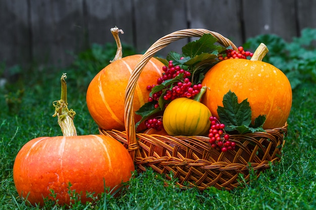 Pumpkins and a branch of red viburnum in a basket on green grass. Autumn vegetables, pumpkin harvest