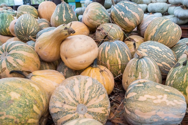 Pumpkins Cucurbita argyrosperma moschata Butternut maxima cushaw