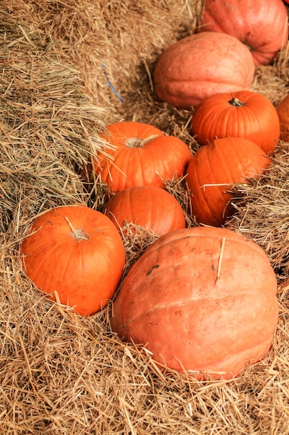 Pumpkins. decor for the autumn season