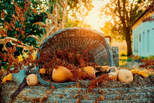 Photo pumpkins decoration in basket on autumn garden