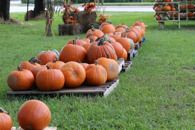 Pumpkins on field