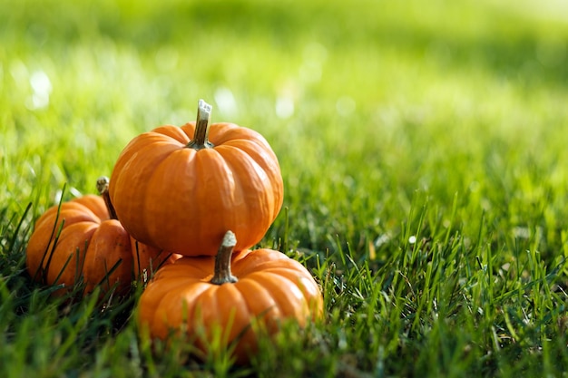 Pumpkins in the field