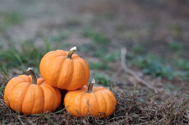 Pumpkins in the field