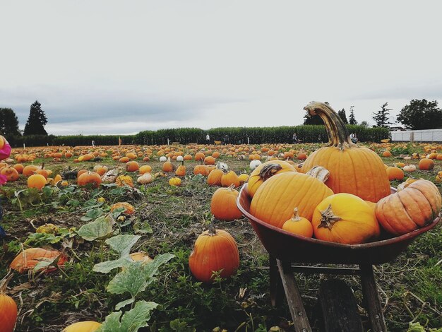 Photo pumpkins in the fields against clouds