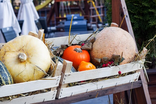 Foto zucche frutta e verdura in un cestino