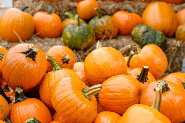 Pumpkins in the garden