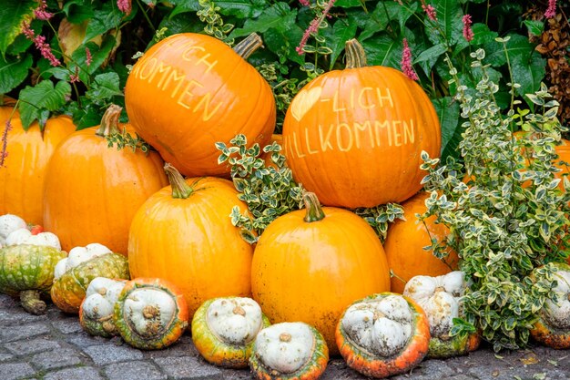 Pumpkins in the garden