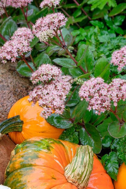 Pumpkins in the garden