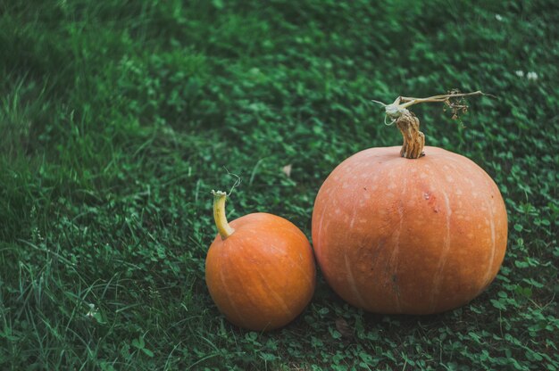 pumpkins on the grass