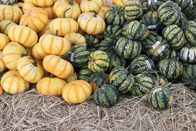 Pumpkins on hay at farm