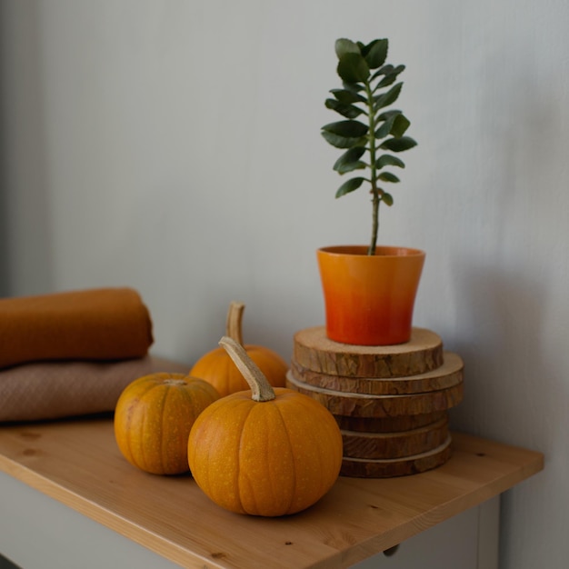 Pumpkins in the interior, autumn home decoration on the table