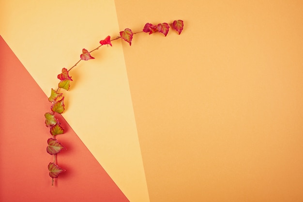 Pumpkins and leaves over pastel background