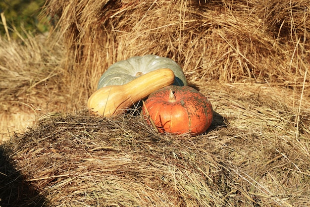 Pumpkins lie on a haystack, lit by the sun