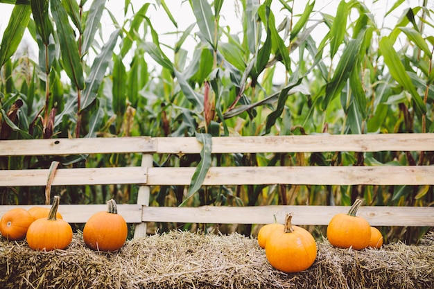 ハロウィーンと感謝祭の農場で干し草の上に横たわるカボチャ