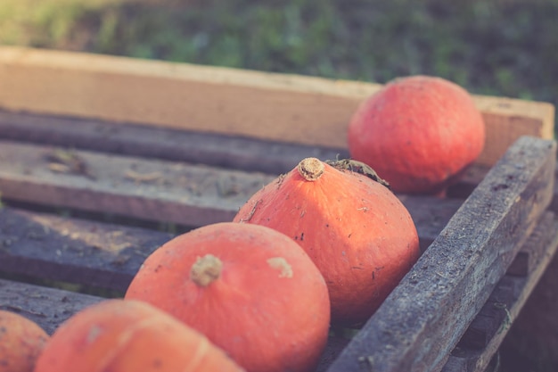 Photo pumpkins lying on wooden planks harvesting in the autumn
