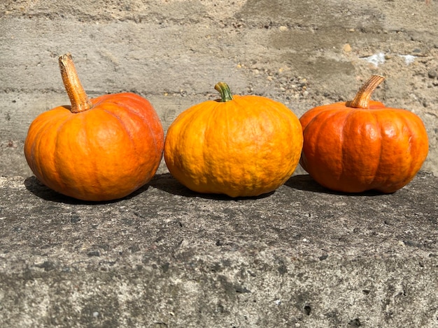 あま〜い無農薬ハロウィンかぼちゃ