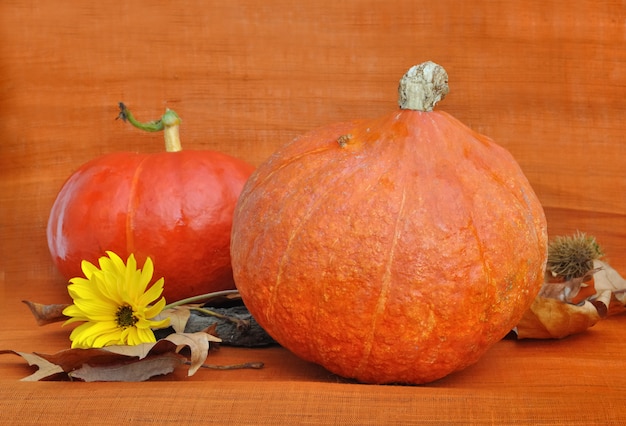 Pumpkins on  orange background